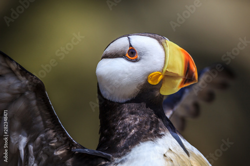 Horned Puffin © Diane