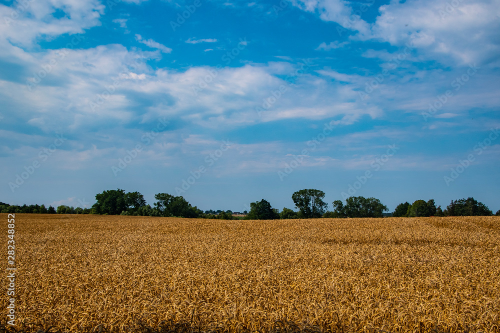 Yellow Wheat Ears Field On Blue Sunny Sky Background. Rich Harvest Wheat Field Fresh Crop Of Wheat