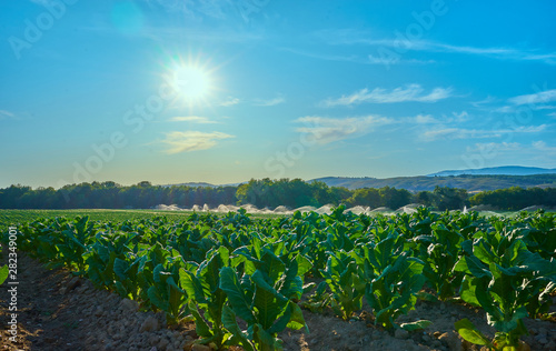 Fields cultivated with tobacco plants. Sprinkler the tobacco fields in summer. Extremadura.. Spain