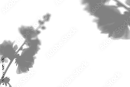 The shadow of the plant on the white wall. Black and white summer background for photo overlay or mockup