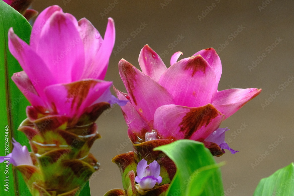 Purple Siam tulip blooming after rain in the wild. Purple Siam tulip blooming after rain in the wild.