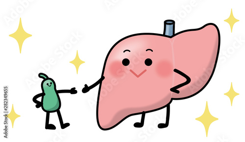 肝臓と胆嚢