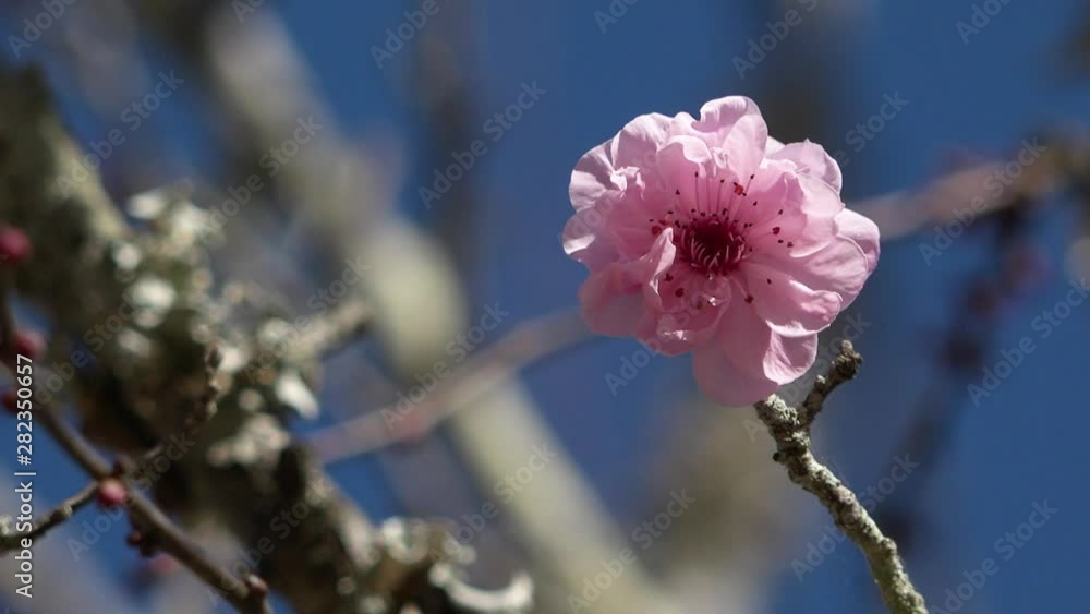 Cherry blossom tree against a blue sky in the Japanese Gardens of Toowoomba, Queensland. Cherry blossom tree against a blue sky in the Japanese Gardens of Toowoomba, Queensland.