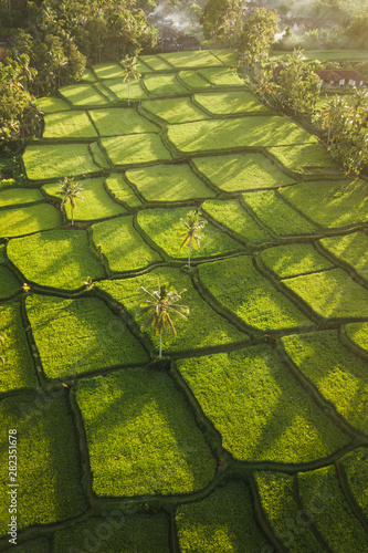 Rice terraces hill in Ubud at sunrise, Bali Indonesia. Beautiful sun light and rays on field