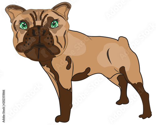 Vector illustration pets dogs of the sort bulldog