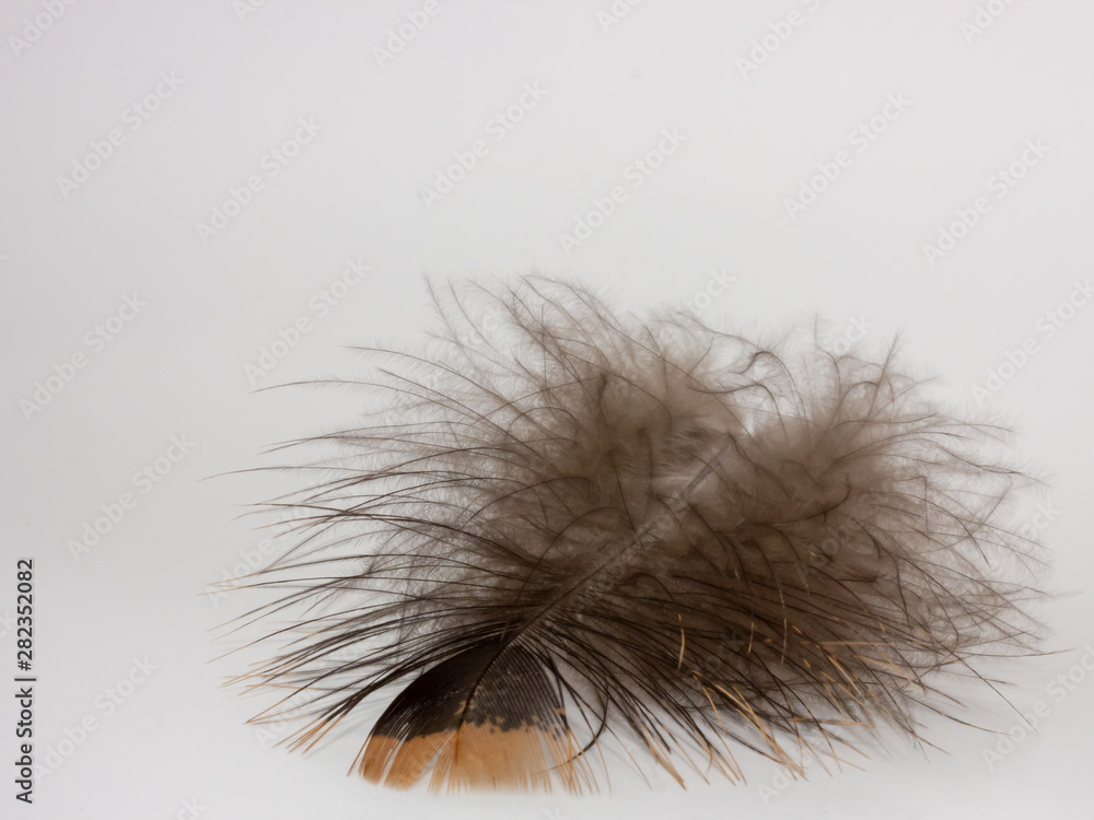 Fototapeta premium goose feather on a light background