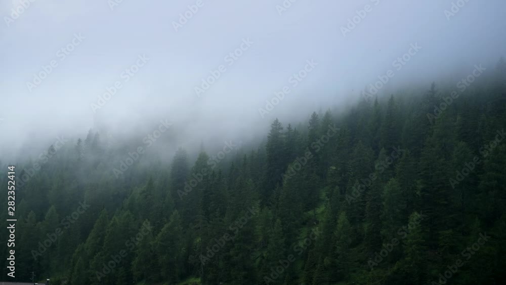 Foggy Pine Forest After the Stormy Afternoon. Alpine Region Landscape. Foggy Pine Forest After the Stormy Afternoon. Alpine Region Landscape.