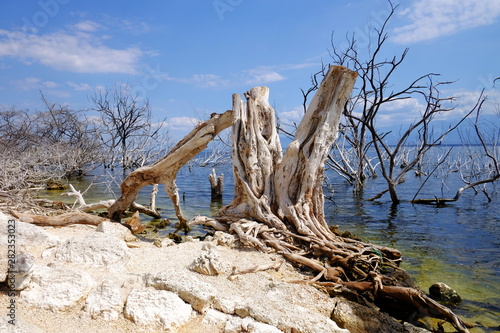 Dead trees in the Enriquillo lake. Dead forest in a water. Dead trees in a swamp. Dead trees in a water.