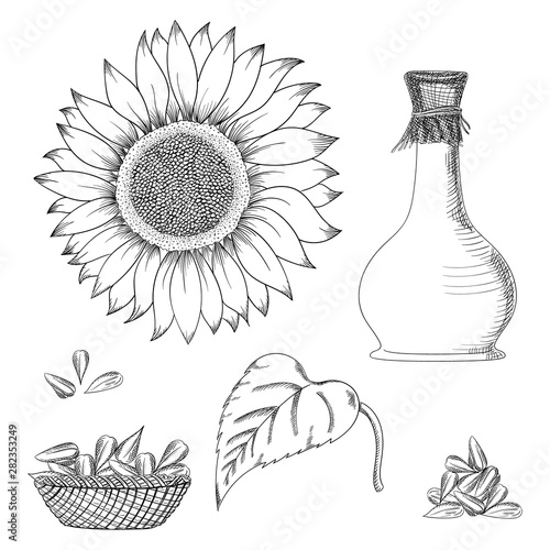 Sunflower seed and flower vector drawing set. Hand drawn isolated illustration. Food ingredient vintage sketch.