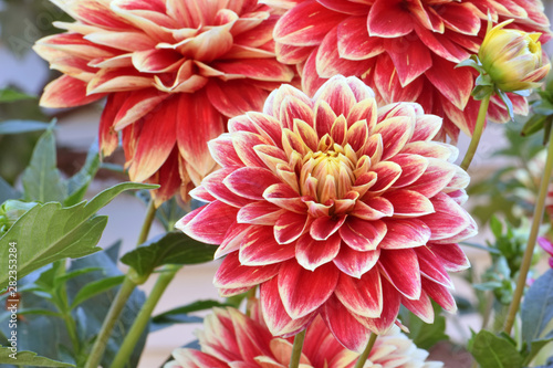 4 Red Yellow Dahlias