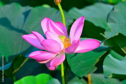 Blooming lotus flowers in the park