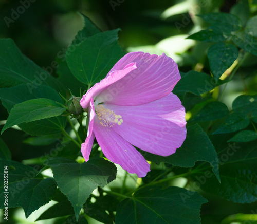 Swamp Rose Mallow photo