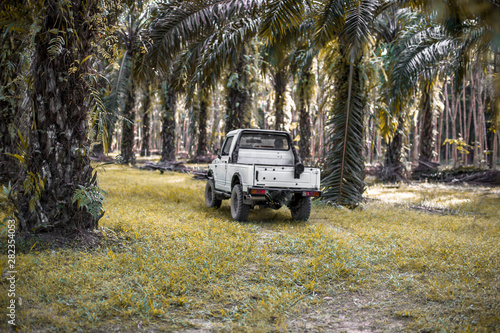 Ban Plai Klong Wan - Ranong: March 9, 2019, Palm planters are harvesting palm by jeep, in the area of Ban Pak Chan, Kra Buri District, Ranong Province, Thailand. © bangprik