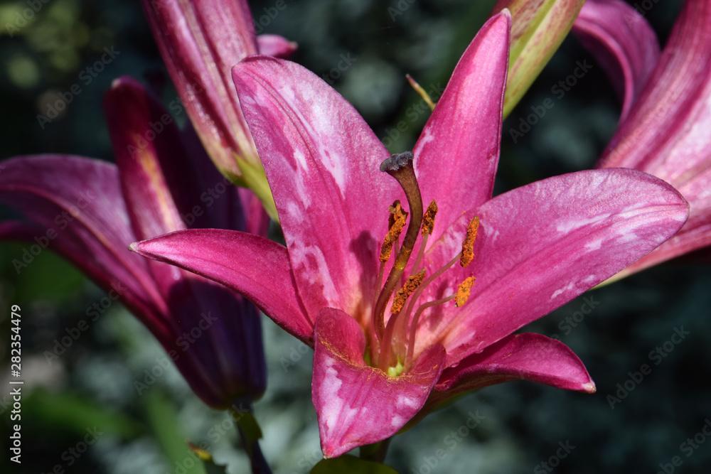 Daylily Star 02