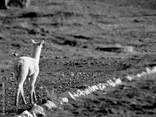 sendero alpaca photo