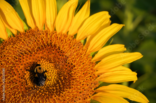 Rays from the sunrise strike a bee pollinating a sunflower