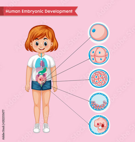 Scientific medical illustration of human embryonic development