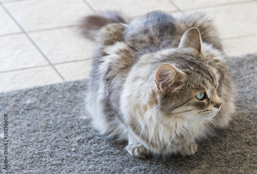 Naklejka premium Long haired cat of livestock in relax outdoor, siberian breed