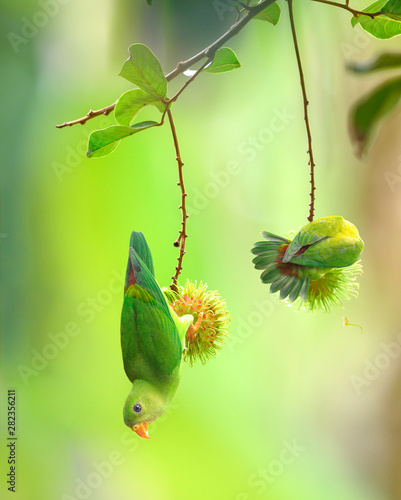 Bild auf Leinwand Vernal Hanging Parrot, Beautiful bird hanging on rambutan fruit