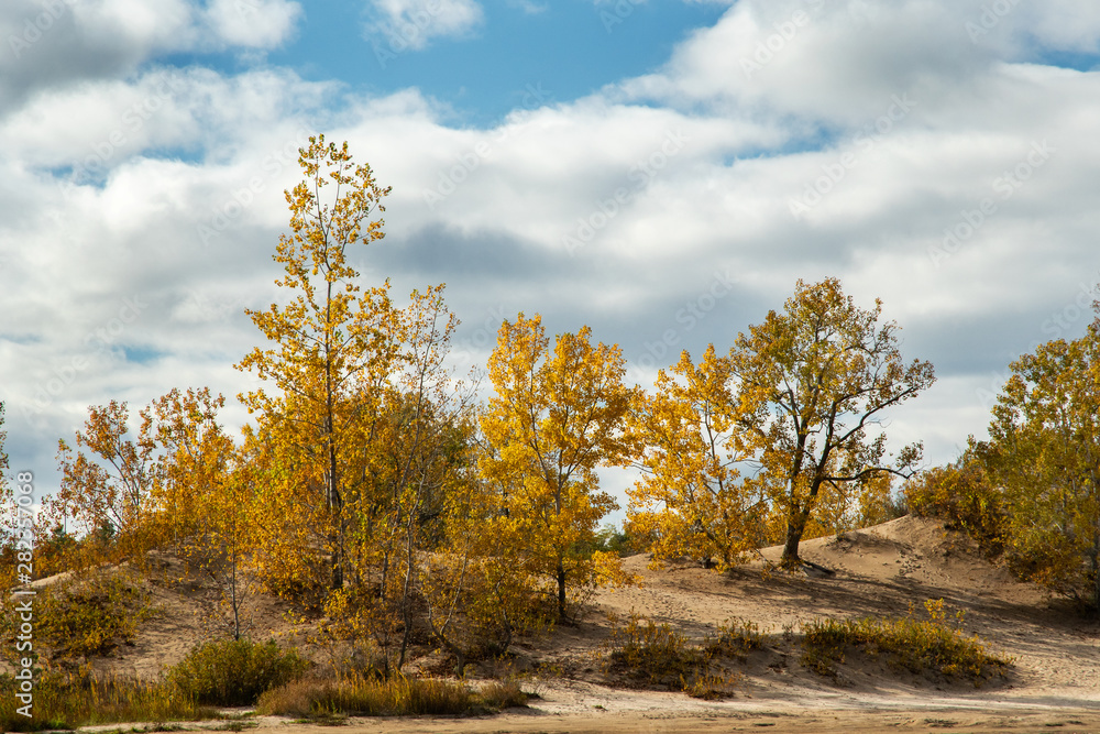 trees in sand dunes in autumn fall colour Sandbanks park Ontario Canada