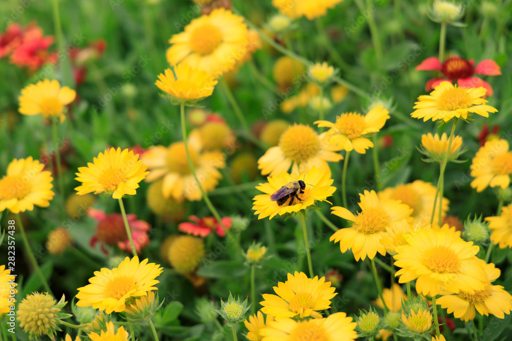 Yellow Gaillardia, blanket flower with bee close-up Yellow Gaillardia, blanket flower with bee close-up