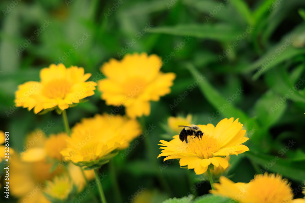 Yellow Gaillardia, blanket flower with bee close-up Yellow Gaillardia, blanket flower with bee close-up