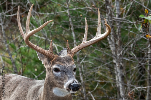Buck white tailed deer with large antelers