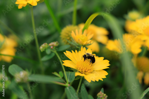 Yellow Gaillardia  blanket flower with bee close-up