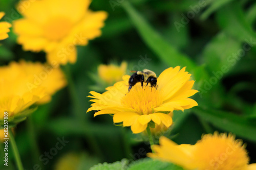 Yellow Gaillardia, blanket flower with bee close-up © Martina