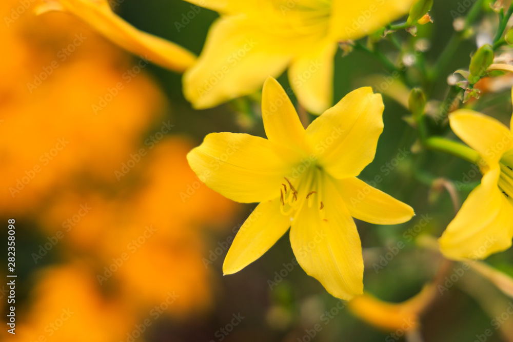 Fototapeta premium Field of yellow and daylilies Close-up 