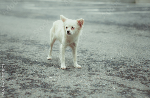 White stray dog lying on the road outdoors