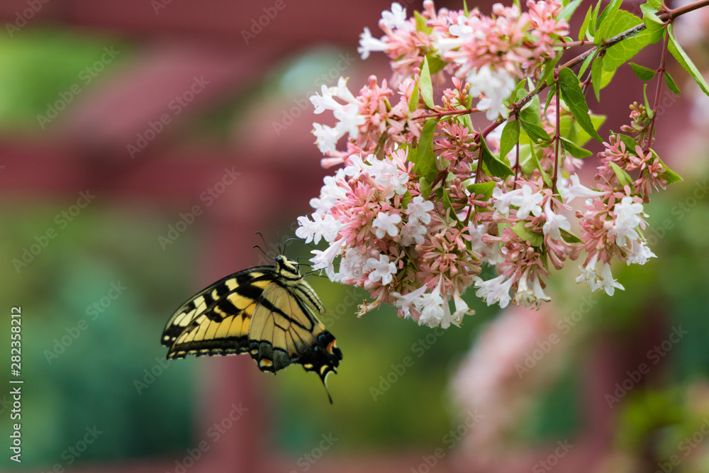 Swallowtail butterfly closeup on white flowers Swallowtail butterfly closeup on white flowers