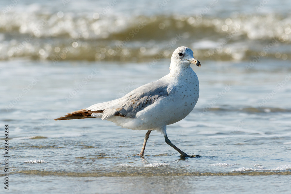 Close up of a lone seagull walking on the beach with the Atlantic Ocean tide coming in Close up of a lone seagull walking on the beach with the Atlantic Ocean tide coming in