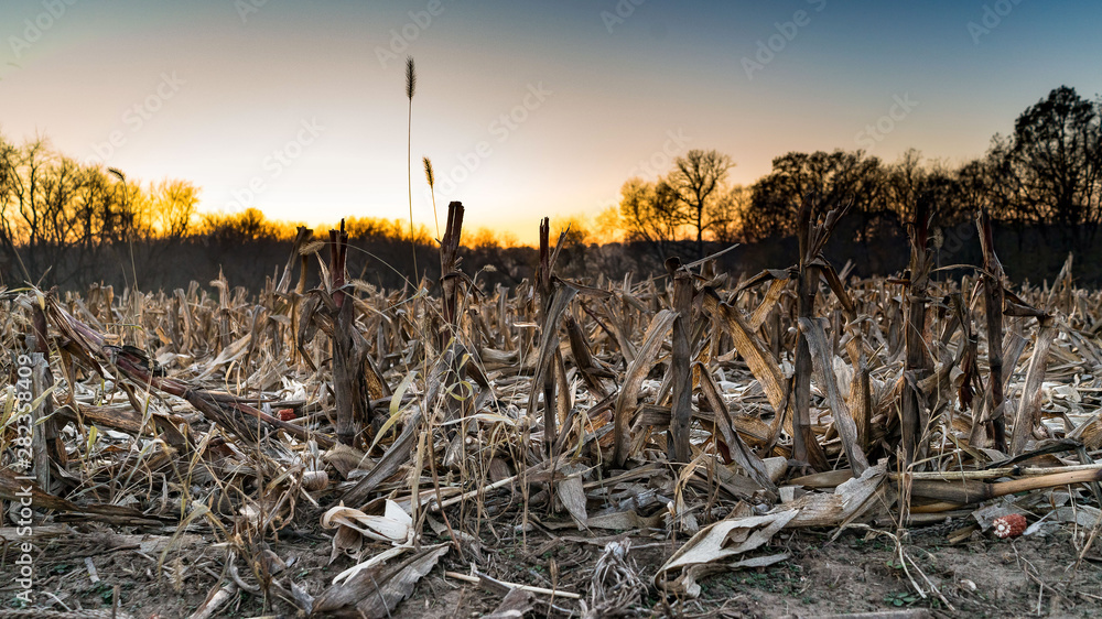 Harvested Corn