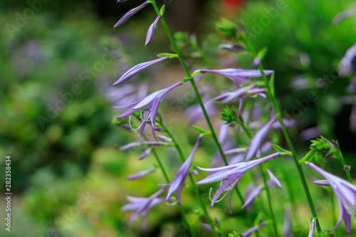 Purple Hosta flowers  close-up