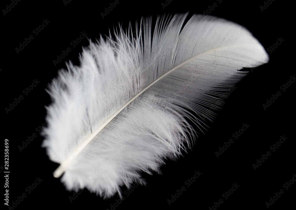 Obraz premium white feather on black background