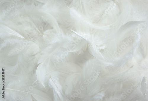 solf white feathers background