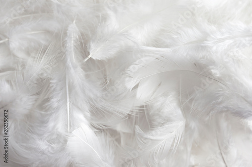 solf white feathers background. Swan feathers
