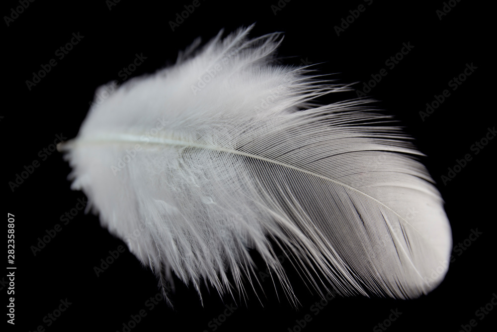 single white feather isolated on black background single white feather isolated on black background