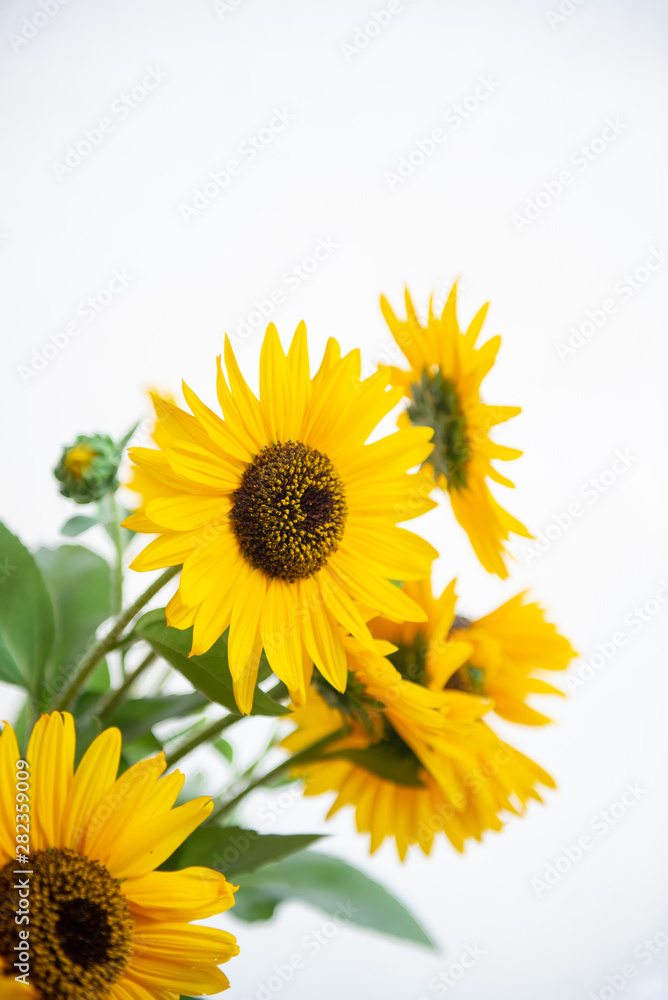 Obraz premium たくさんのヒマワリ