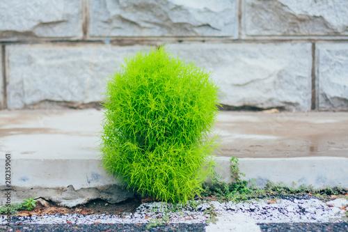 Outdoor roadside verdant broom and stone background