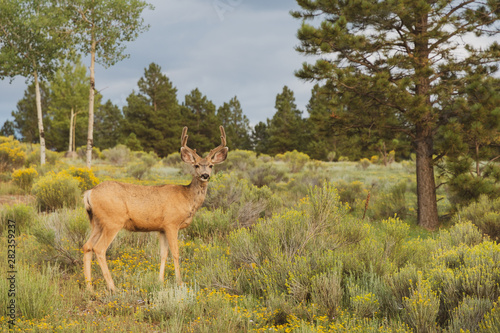 Whitetail Deer in Angel Fire New Mexico