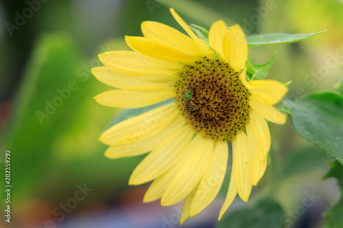 Small pale sunflower with bee close-up