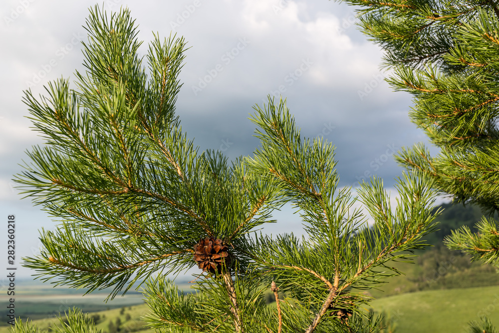 pine branch with cones pine branch with cones