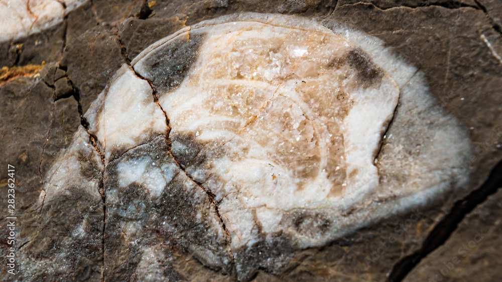 Obraz premium Fossile remains of Megalodontoidea at the famous Dachstein summit, Schladming, Steiermark, Austria