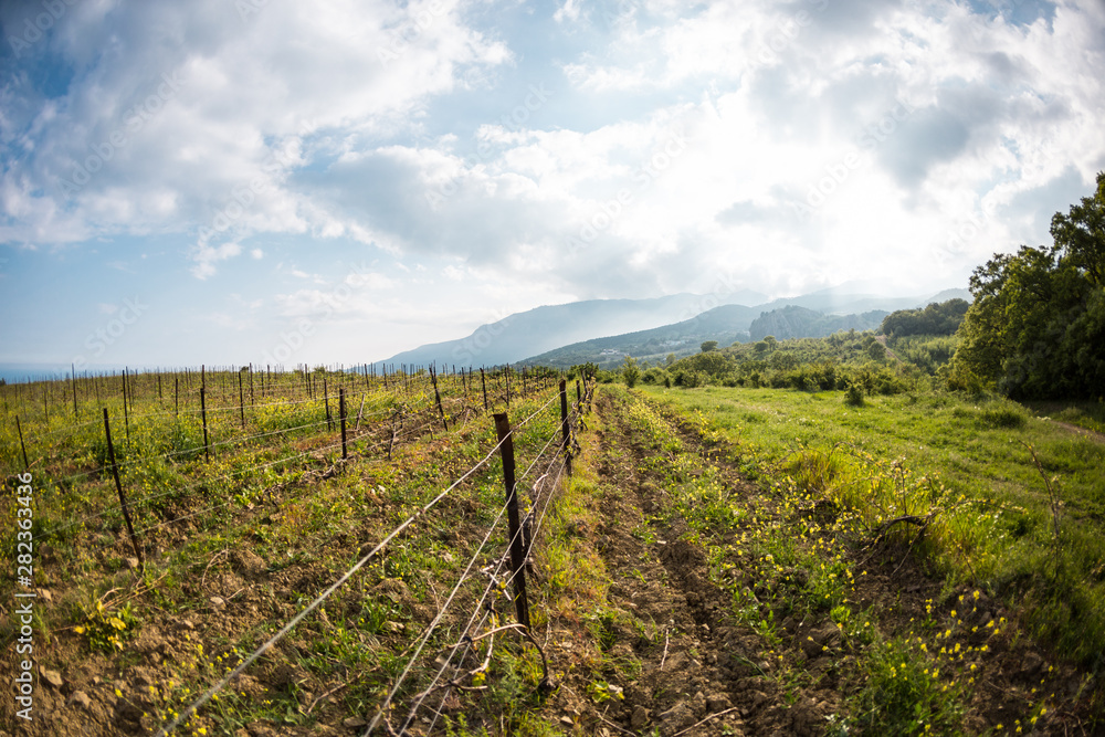 Obraz premium Vineyards on the background of the sea and mountains.