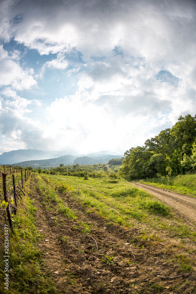 Obraz premium Vineyards on the background of the sea and mountains.