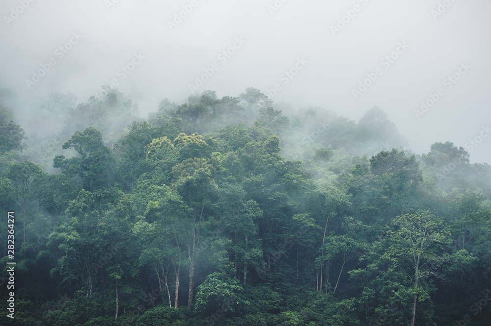 evergreen misty forest in foggy morning , thailand rainforest