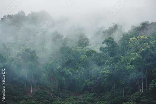 Obraz na płótnie natura pejzaż drzewa dżungla
