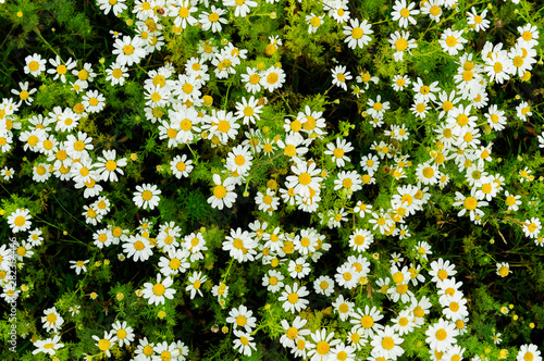 Top view of flowers, view of daisies. Type of flowers for the background